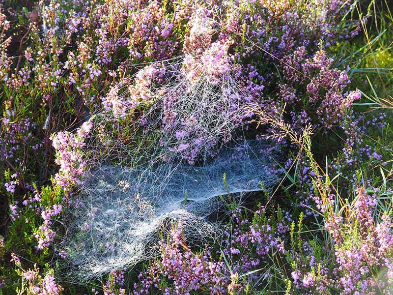 Het is bij de wilde spinnen af op de Renderklippen